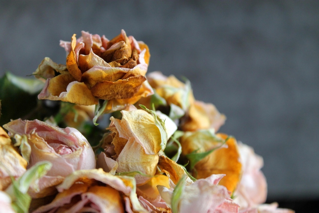 flower, rose flower, flowers, rose, flower background, bouquet, nature, dry, hervad, flower wallpaper, beautiful flowers, wilting, passing away, mood, dry flower