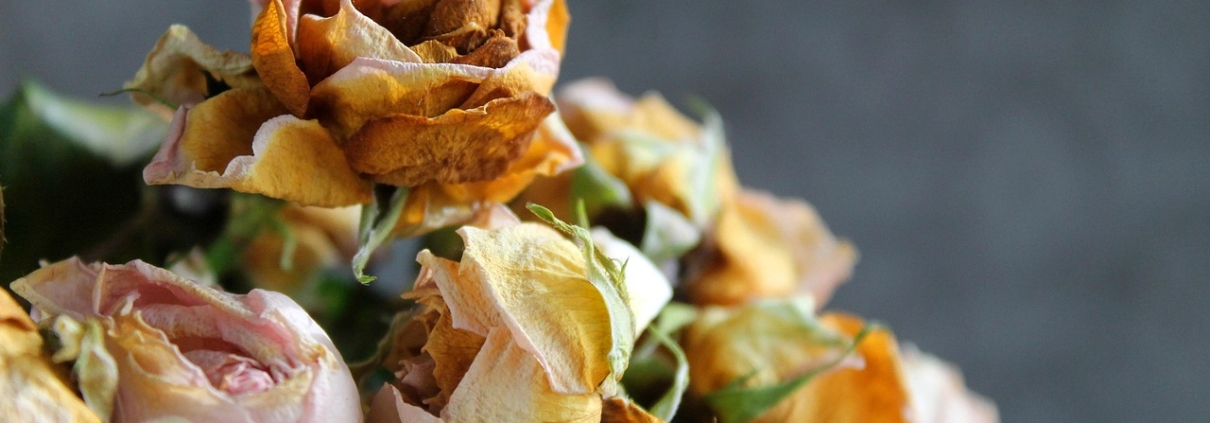 flower, rose flower, flowers, rose, flower background, bouquet, nature, dry, hervad, flower wallpaper, beautiful flowers, wilting, passing away, mood, dry flower