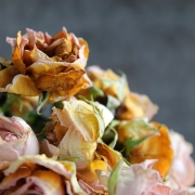 flower, rose flower, flowers, rose, flower background, bouquet, nature, dry, hervad, flower wallpaper, beautiful flowers, wilting, passing away, mood, dry flower