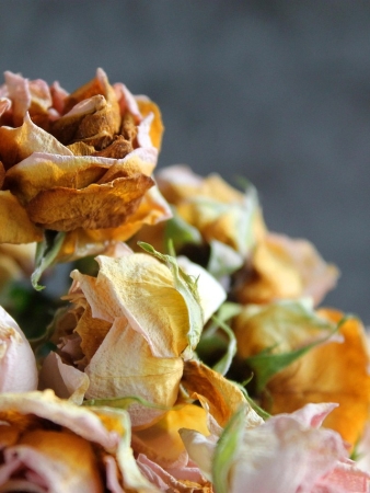 flower, rose flower, flowers, rose, flower background, bouquet, nature, dry, hervad, flower wallpaper, beautiful flowers, wilting, passing away, mood, dry flower