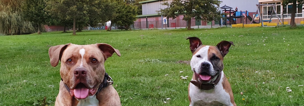 Kun je as van twee honden in één assieraad verwerken?