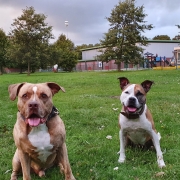 Kun je as van twee honden in één assieraad verwerken?